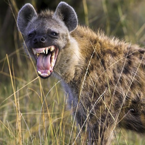 hiena-africa.md.jpg